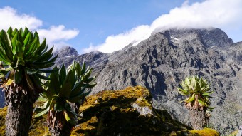 Ruwenzori mit Margherita Peak und Besuch der Berggorillas