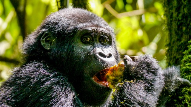 uganda-gorilla-trek