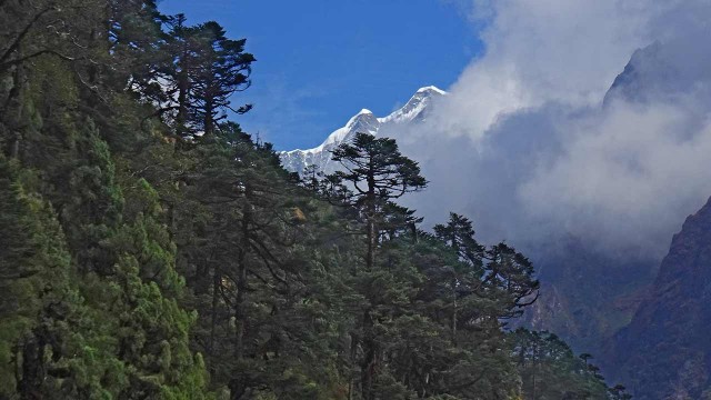 Nepal Wald mera peak