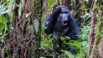 Gorilla Trek Uganda