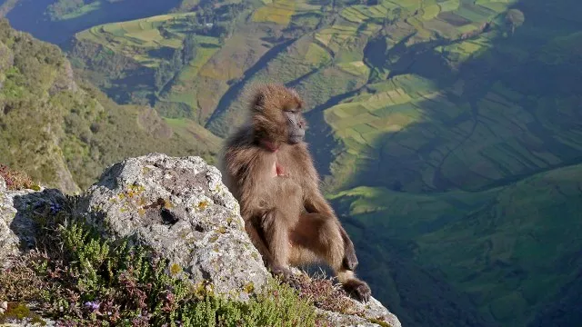 Äthiopien Simien Trek Pavian Chelada