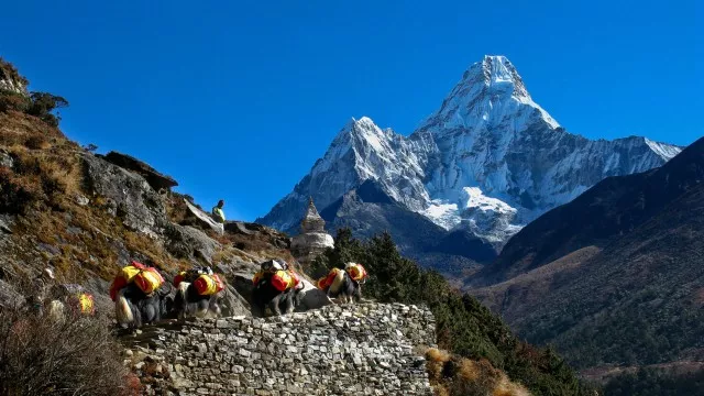 Ama Dablam und Yak am Gokyo Trek