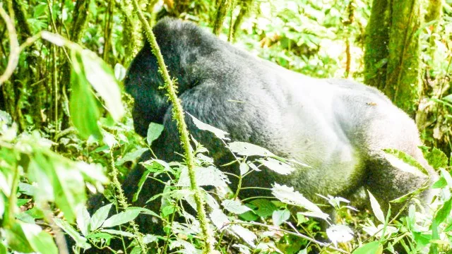 uganda-gorilla-trek