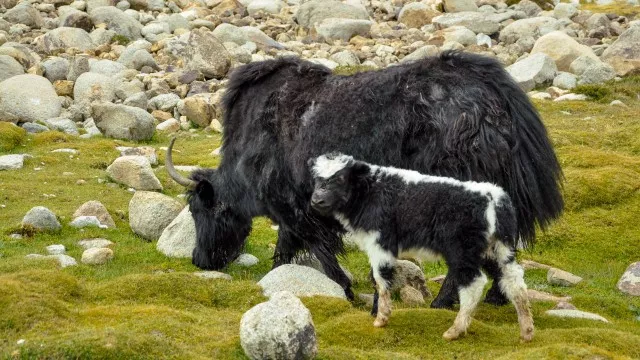 trekking-rafting-ladakh-familie