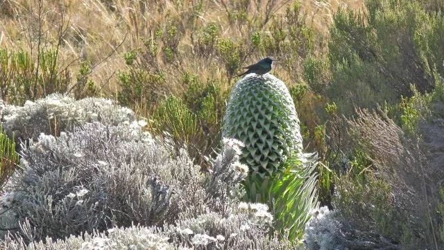 Kilimanjaro Besteigung Lobelie