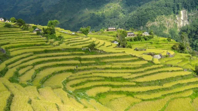 Reisefelder am trek zum annapura basislager