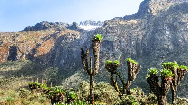 uganda-ruwenzori-berg-gorillas