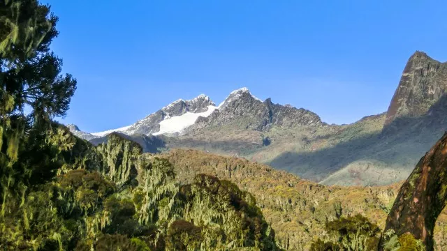 uganda-ruwenzori-berg-gorillas