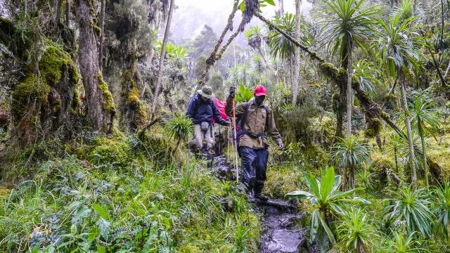 uganda-ruwenzori-trek