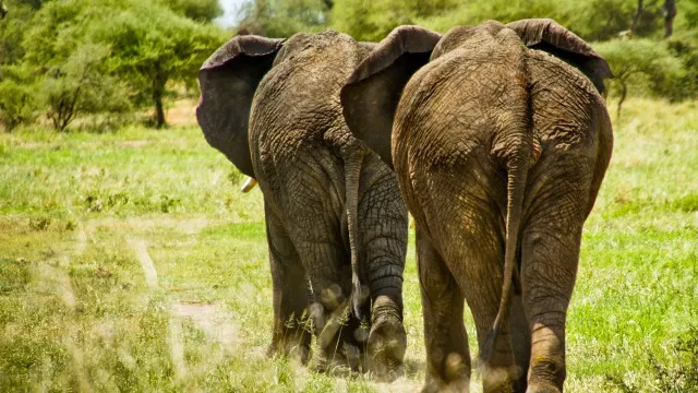 meru-kilimanjaro-safari