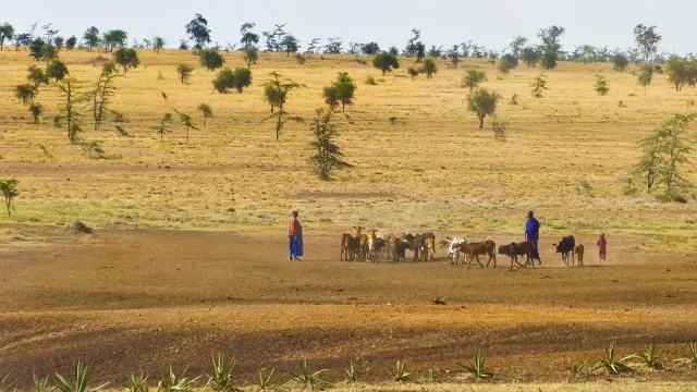 serengeti