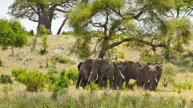 kilimanjaro-safari