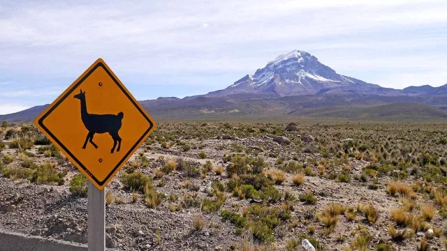 Sajama Llama-Schild Bolivien